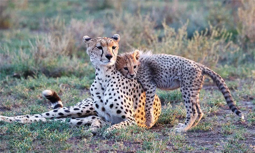 Kilimanjaro-Wildlife-Safari-B01